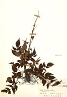 藏品(阿里山落新婦)的圖片